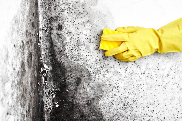 Best Asbestos and Lead Testing During Mold Inspection  in Boulder Hl, IL