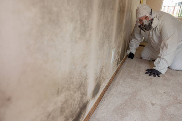Best Flood Damage  in Boulder Hl, IL